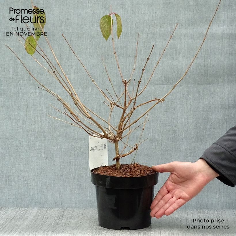 Spécimen de Viorne de Chine - Viburnum plicatum Mariesii en pot de 3/4L tel que livré en automne