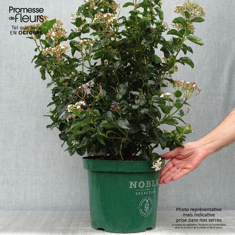 Spécimen de Viburnum tinus Lisarose - Pot de 7.5L/10L tel que livré en automne