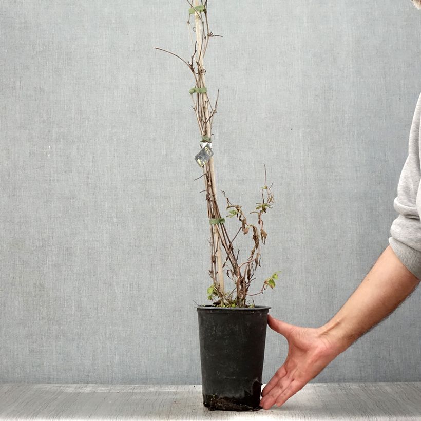 Spécimen de Vigne Amurensis - Vigne du fleuve Amour - Pot de 3L/4L tel que livré en automne