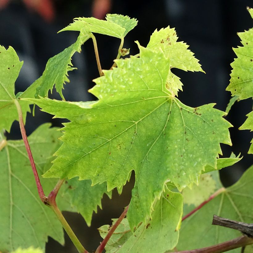 Vigne Chasselas Fontainebleau (Feuillage)