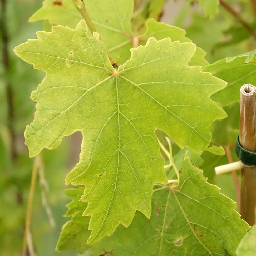 Vigne de table Crimson Seedless - Vitis vinifera   (Feuillage)