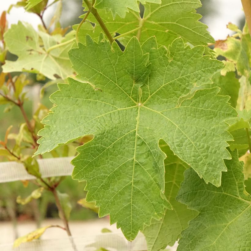 Vigne de table Lilla - Vitis vinifera  (Feuillage)