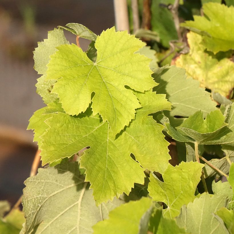 Vigne Delizia di Vaprio (Feuillage)