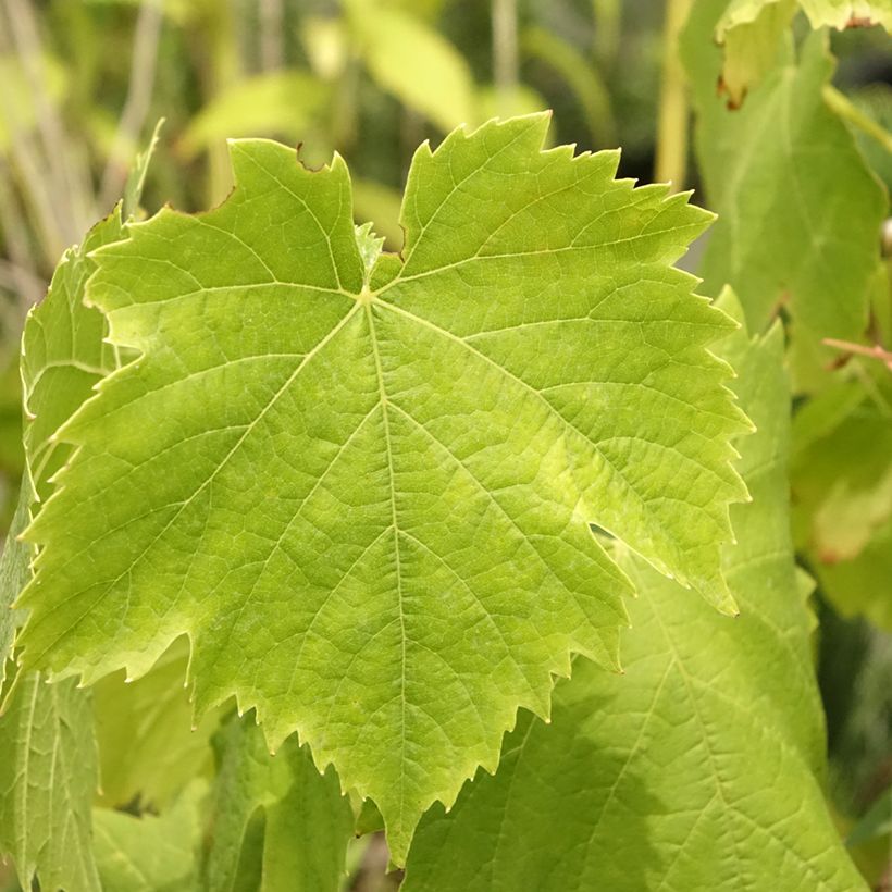 Vigne Exalta (Feuillage)