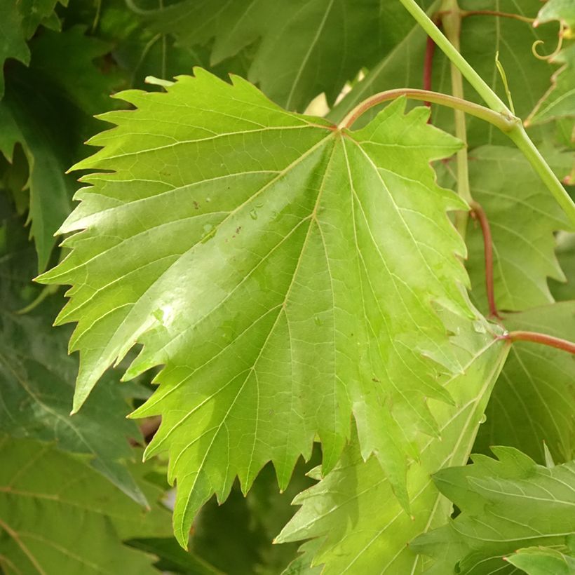 Vigne Philipp (Feuillage)