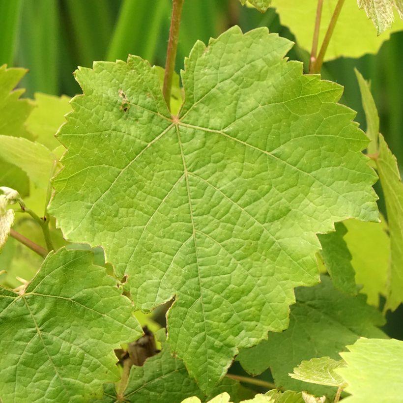 Vigne Pied de Perdrix (Feuillage)