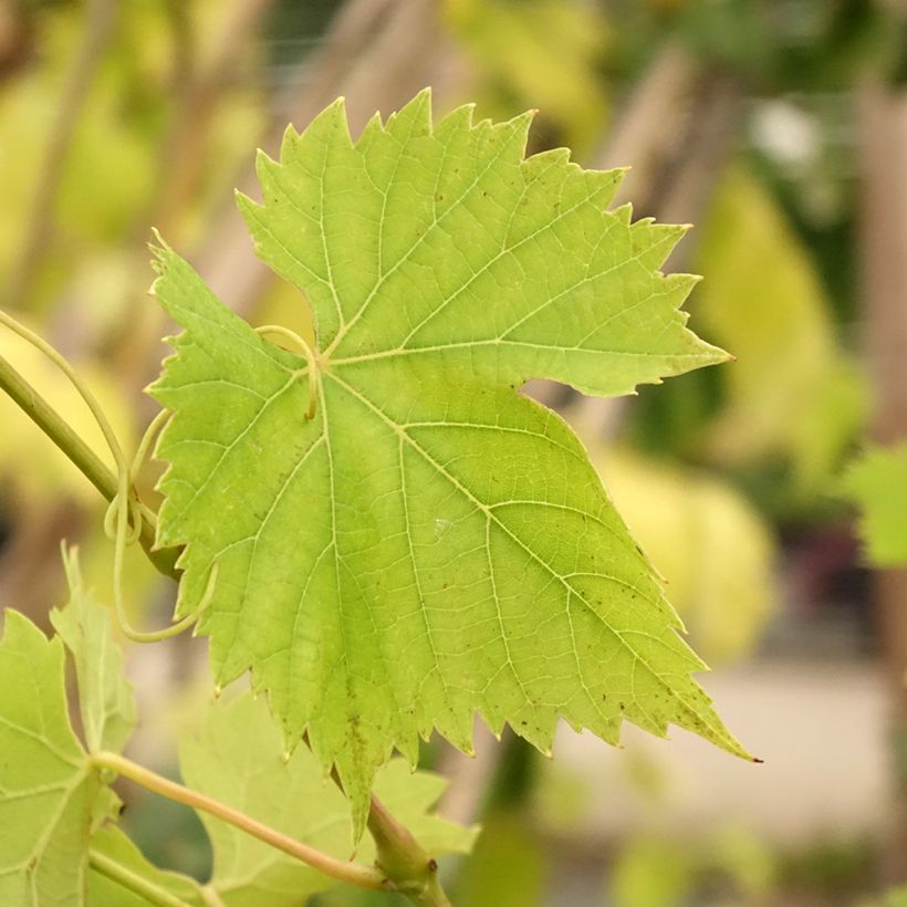 Vigne Regent - Vitis vinifera (Feuillage)