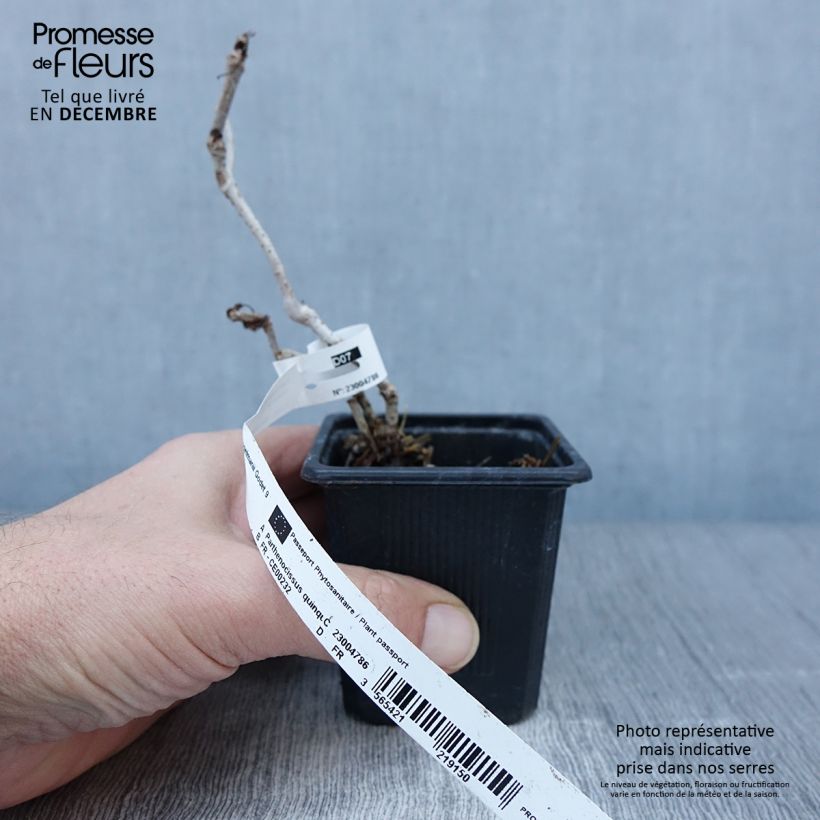 Spécimen de Vigne vierge - Parthenocissus quinquefolia Engelmannii tel que livré en automne