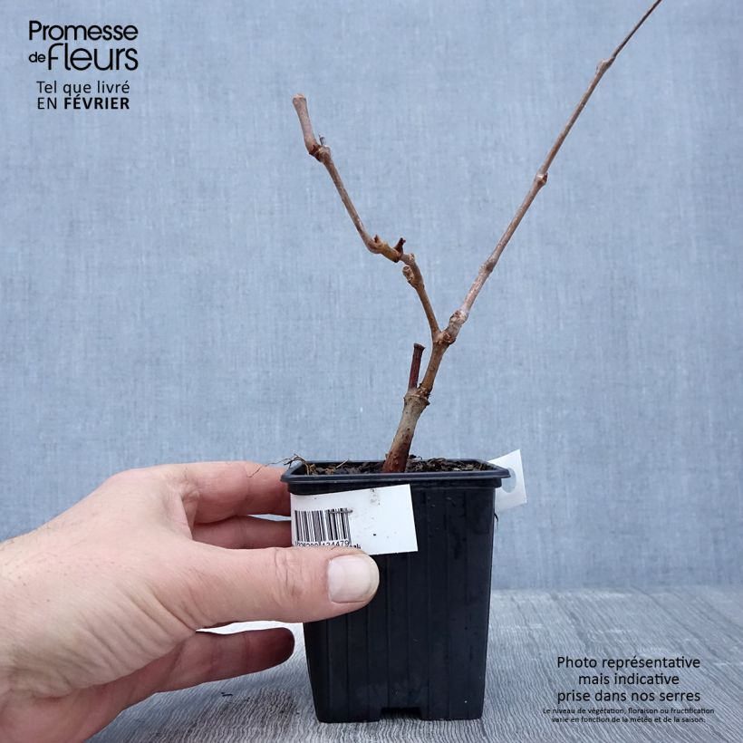 Spécimen de Vigne vierge - Parthenocissus quinquefolia Kirigami tel que livré en hiver