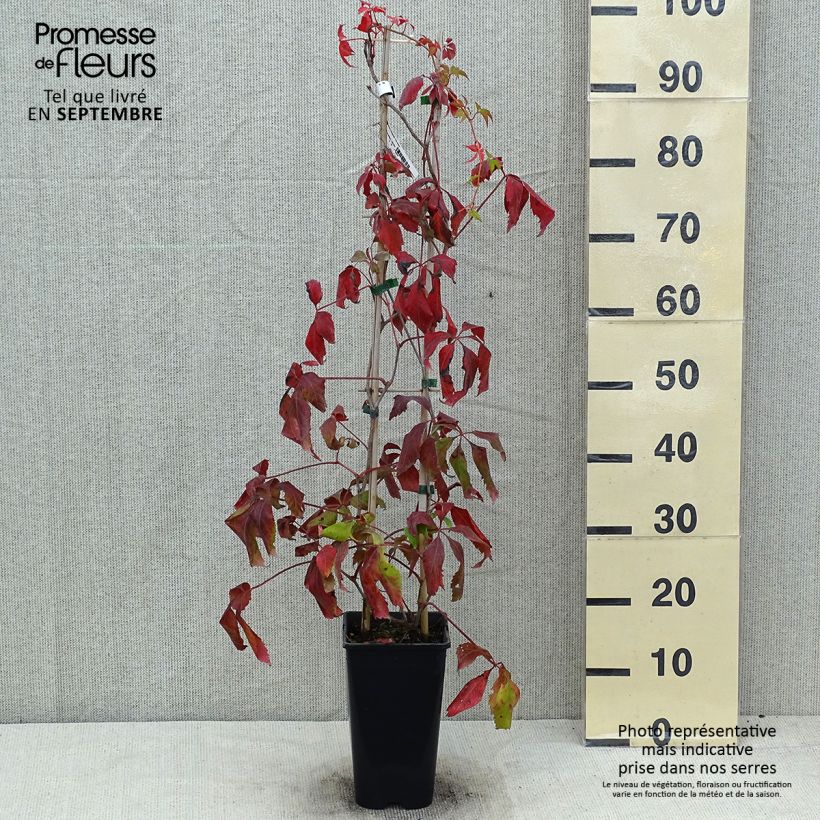 Spécimen de Vigne vierge - Parthenocissus quinquefolia Murorum tel que livré en été