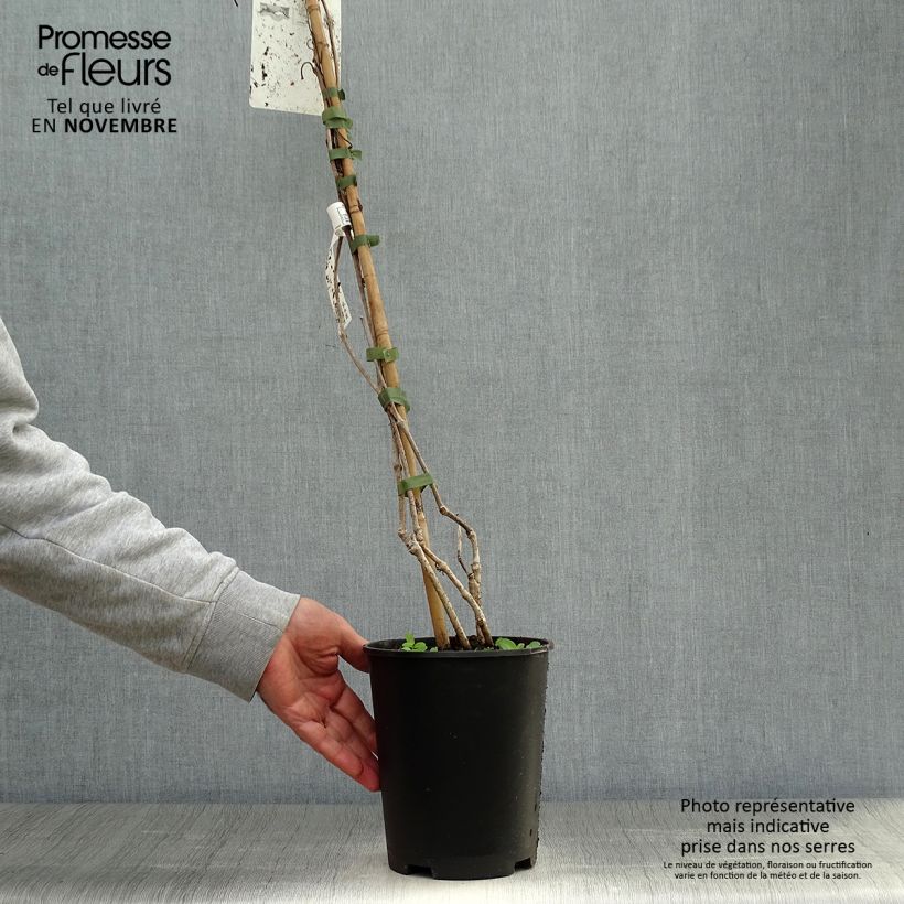 Spécimen de Vigne vierge - Parthenocissus quinquefolia tel que livré en automne