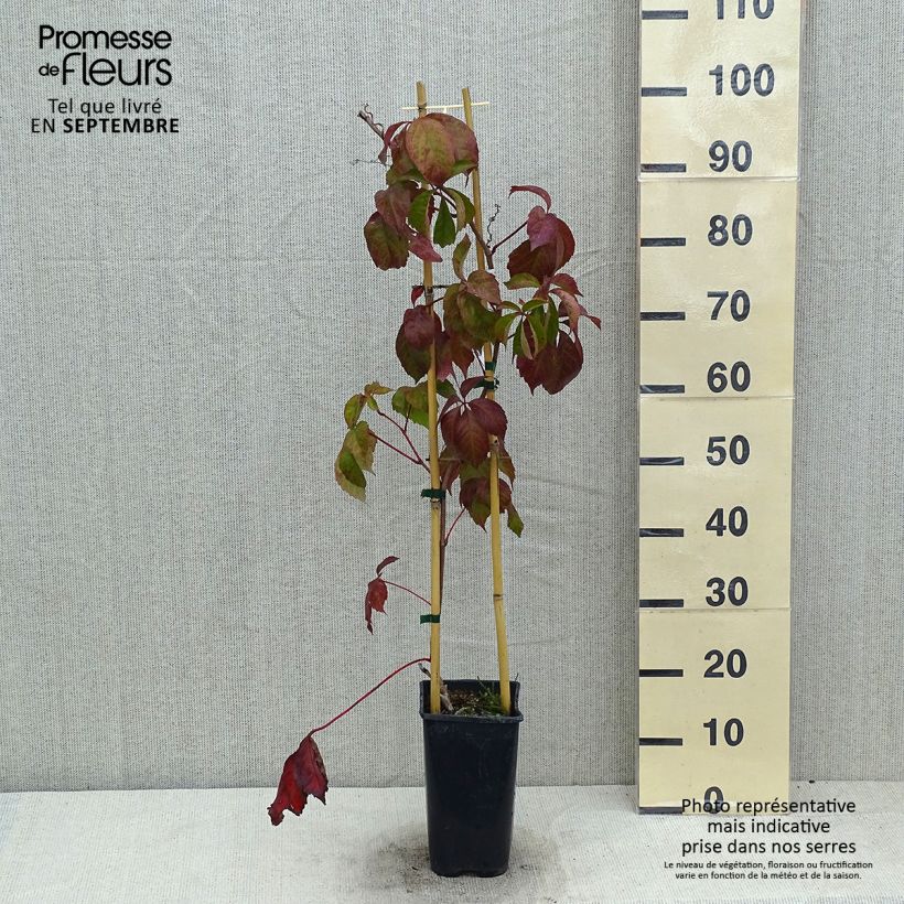 Spécimen de Vigne vierge - Parthenocissus quinquefolia Red Wall tel que livré en été