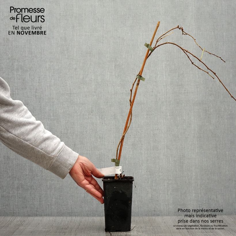 Spécimen de Vigne vierge - Parthenocissus tricuspidata Veitchii Robusta tel que livré en automne