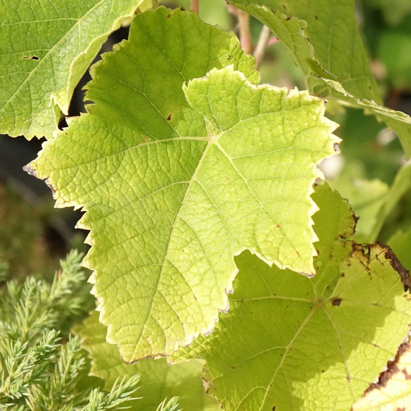 Vigne - Vitis vinifera Himrod (Feuillage)