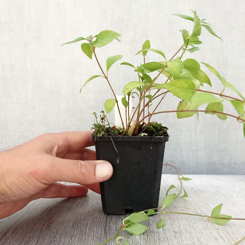 Spécimen de Vinca major Alba - Grande Pervenche blanche Godet de 9cm tel que livré en automne