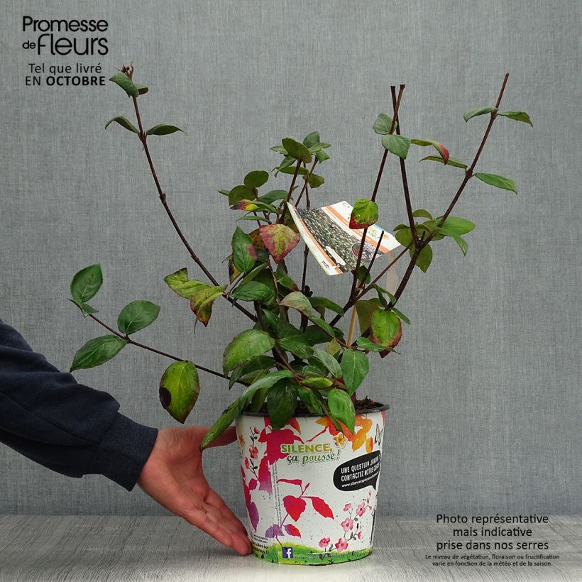 Spécimen de Viorne du Burkwood - Viburnum x burkwoodii Mohawk en pot de 4L/5L tel que livré en automne