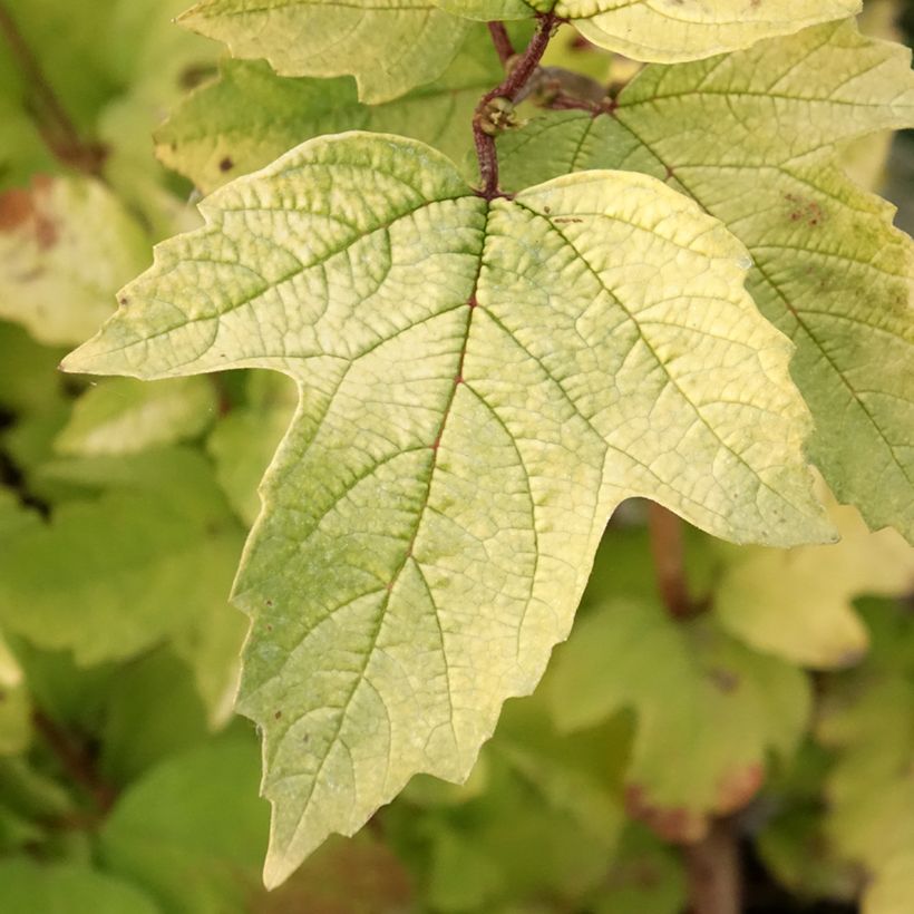 Viorne obier - Viburnum opulus Oh Canada (Feuillage)