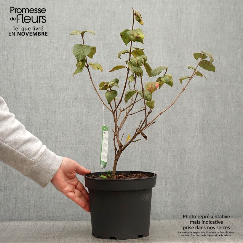 Spécimen de Viorne - Viburnum carlesii Aurora en pot de 3/4L tel que livré en automne