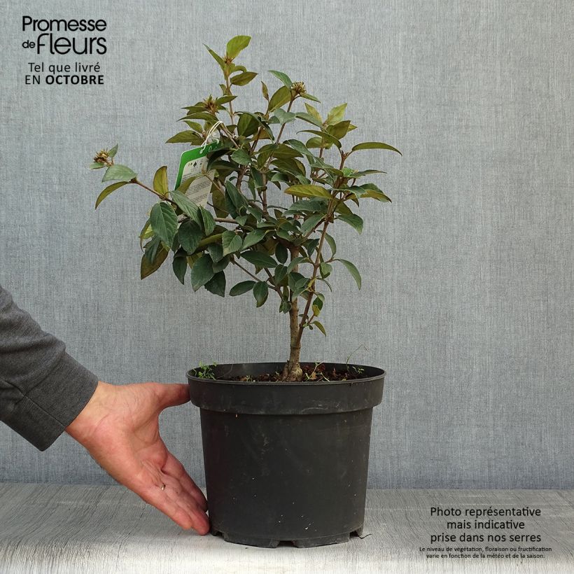 Spécimen de Viorne - Viburnum Eskimo en pot de 2L/3L tel que livré en automne