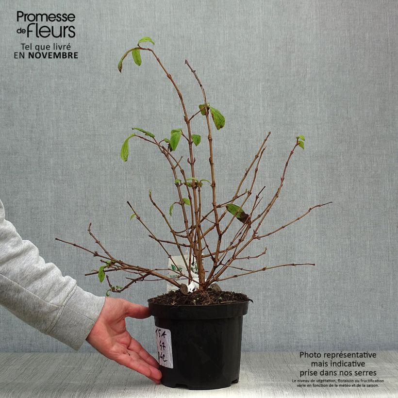 Spécimen de Viorne - Viburnum plicatum Kilimandjaro Pot de 2L/3L tel que livré en automne