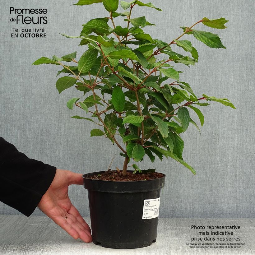 Spécimen de Viorne - Viburnum plicatum Lanarth Pot de 2L/3L tel que livré en automne