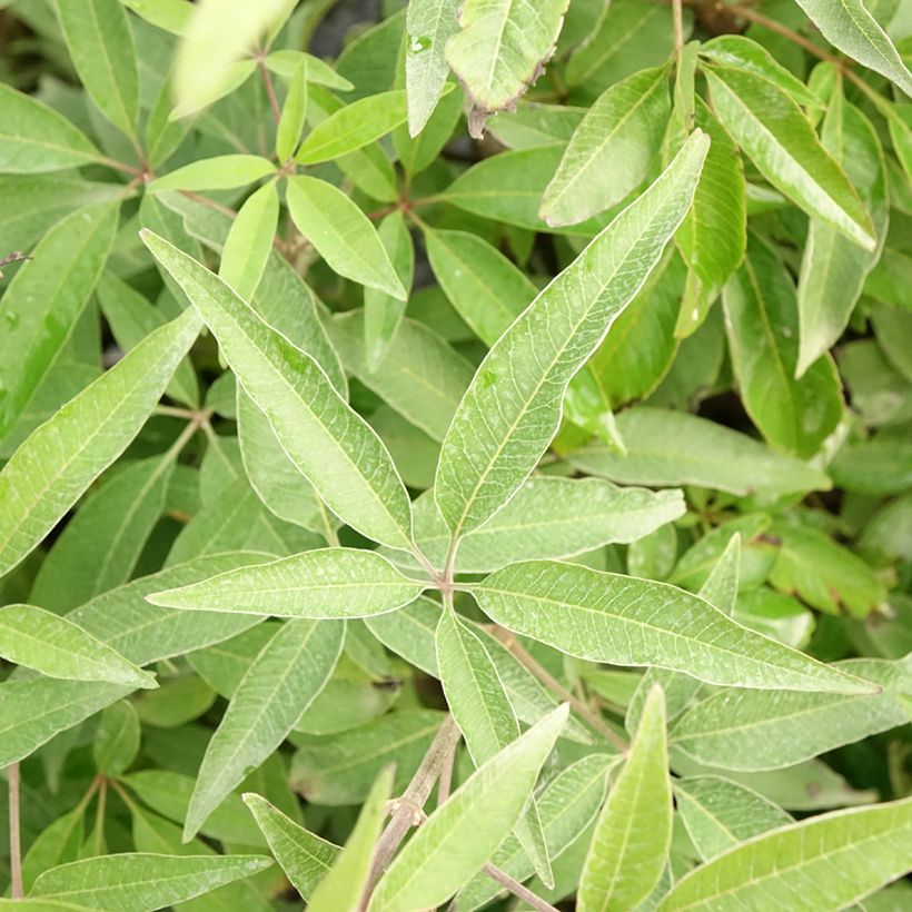 Vitex agnus-castus Blue Didley® - Gattilier (Feuillage)