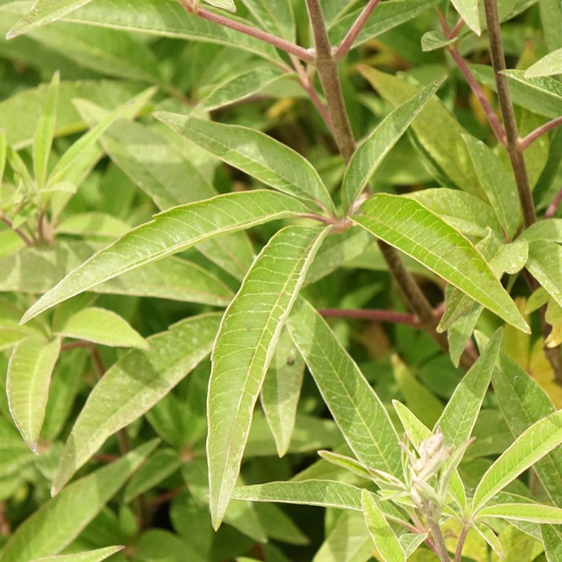 Vitex agnus-castus Galactic Pink - Gattilier (Feuillage)