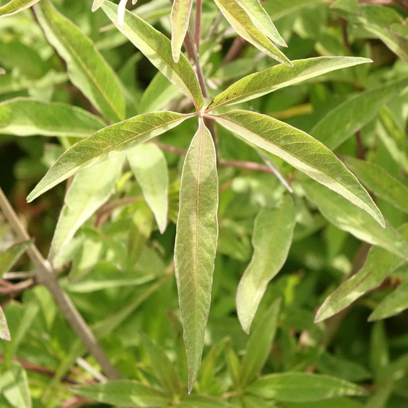 Vitex agnus-castus Pink Pinnacle (Feuillage)