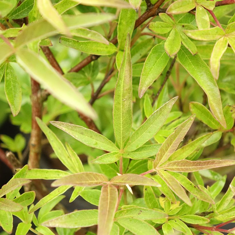 Vitex x agnus-castus Chicagoland Blues - Gattilier (Feuillage)