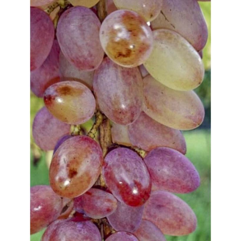 Vigne - Vitis vinifera Miss Pink (Récolte)