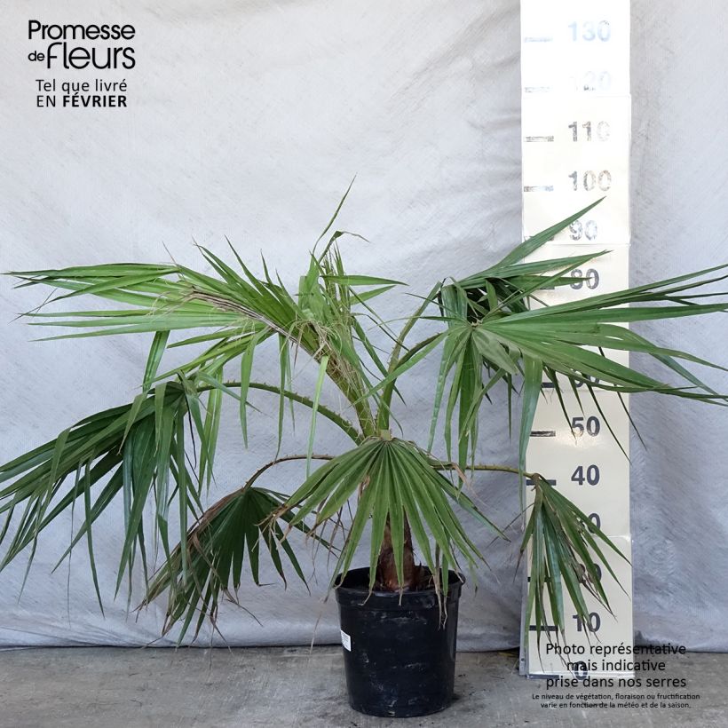 Spécimen de Washingtonia robusta - Palmier du Mexique en pot de 7.5L/10L tel que livré en hiver