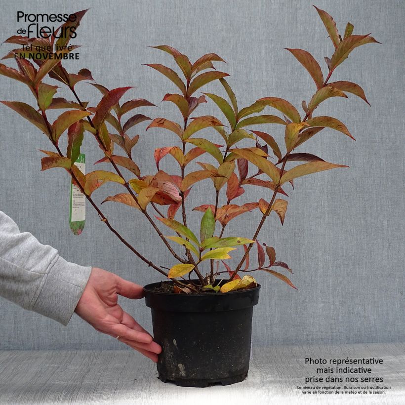 Spécimen de Weigela Florida Bristol Ruby 40/50cm en pot de 2L/3L tel que livré en automne