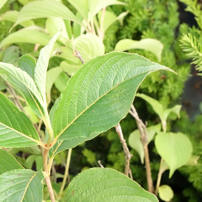 Weigela florida Marjorie (Feuillage)