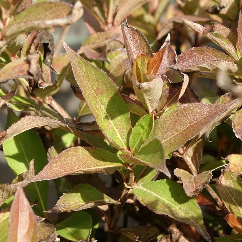 Weigela Minuet (Feuillage)