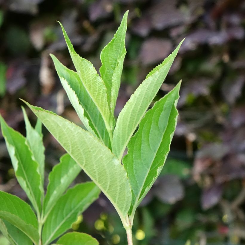 Weigela Snowflake (Feuillage)