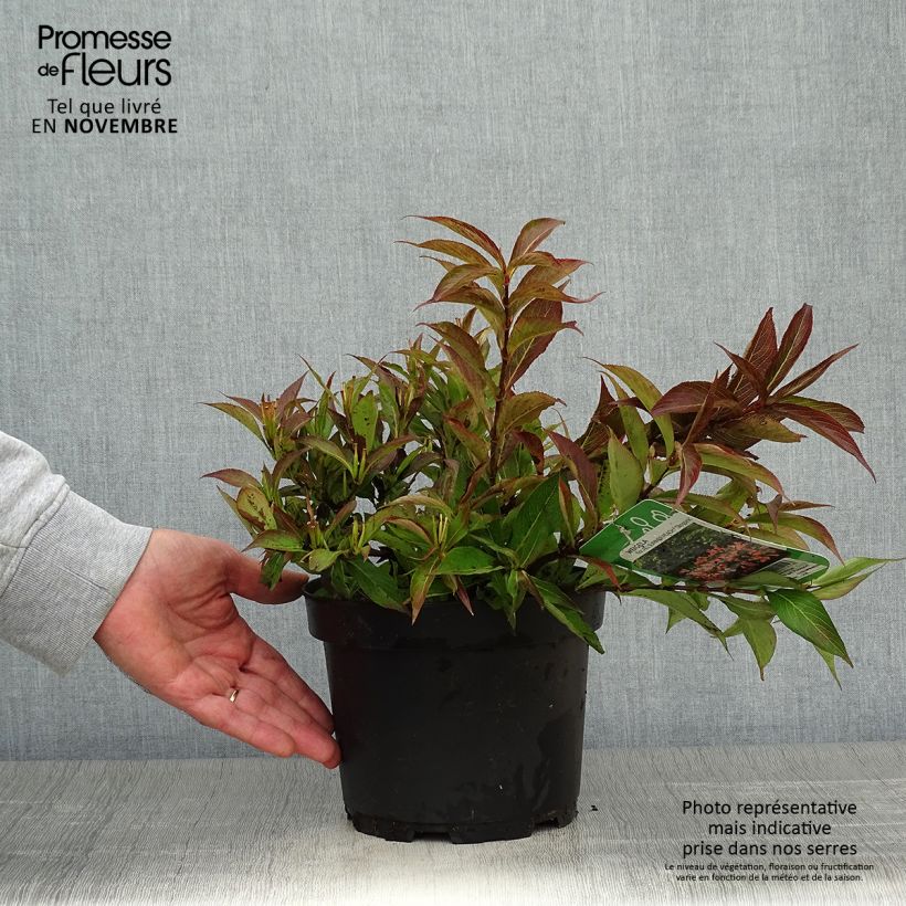 Spécimen de Weigelia All Summer Peach Pot de 3L/4L tel que livré en automne