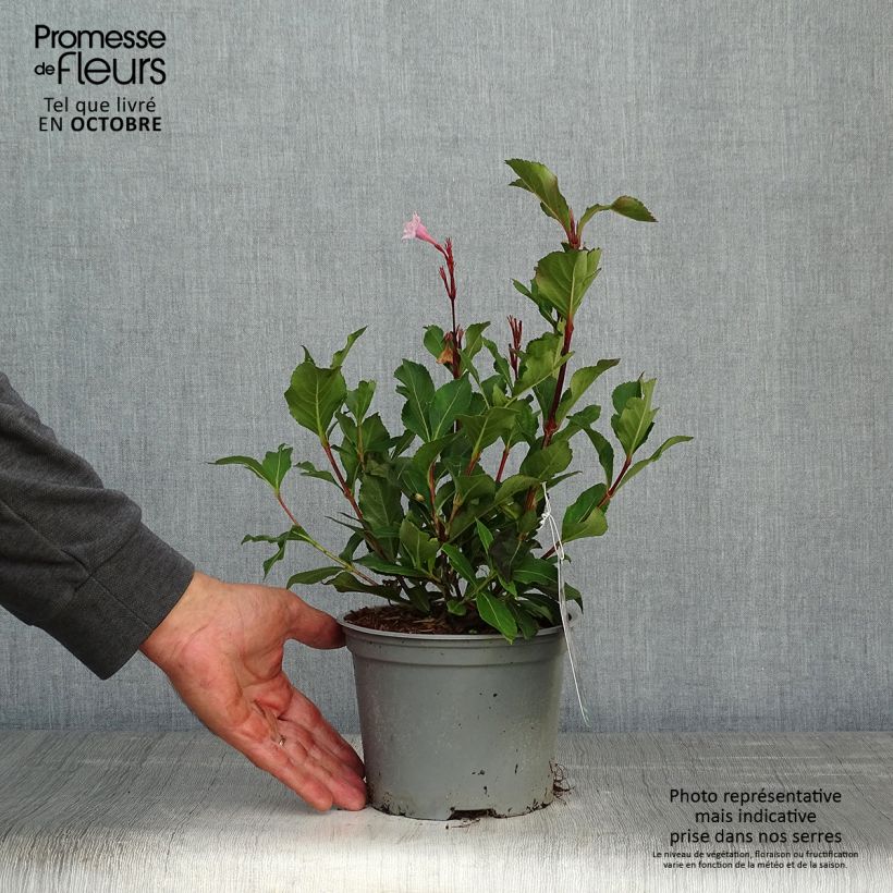 Spécimen de Weigelia florida Polka - Weigela nain en pot de 3,5L tel que livré en automne