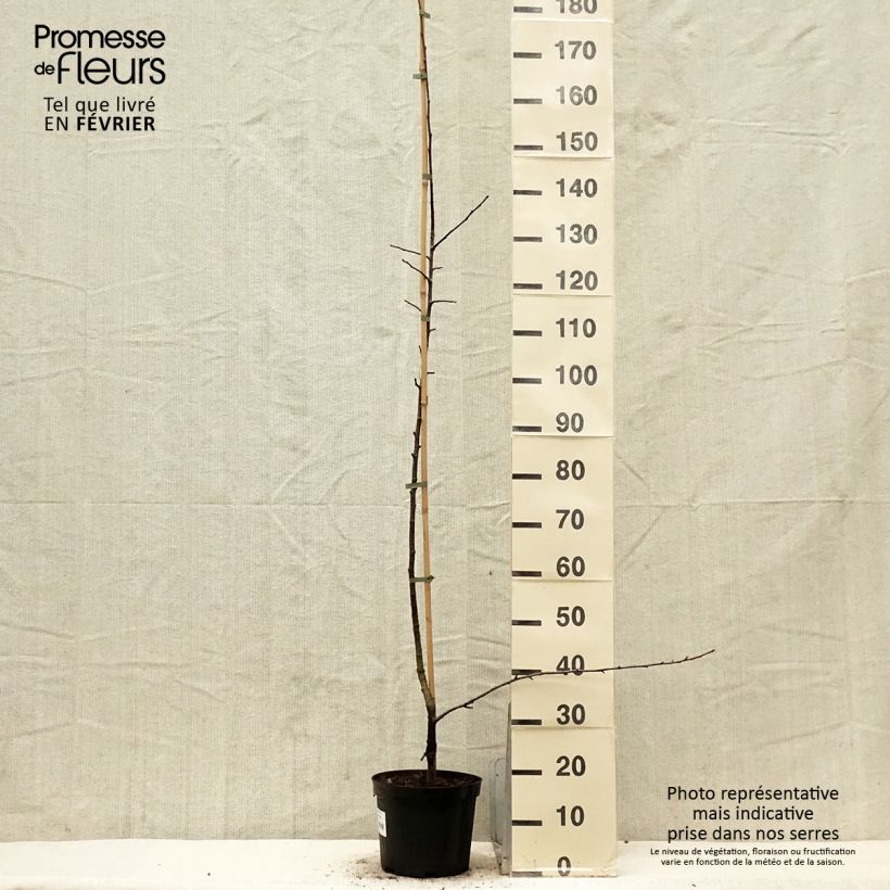 Spécimen de x Sorbopyrus auricularis - Poire de Bollwiller - Pot de 4L/5L tel que livré en hiver