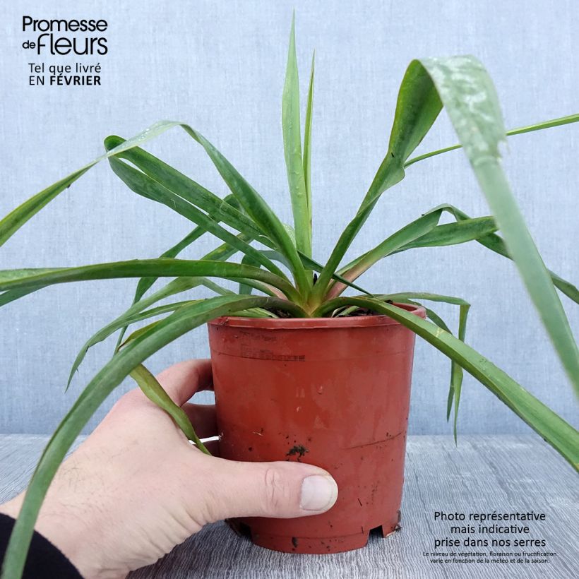 Spécimen de Yucca filamentosa - Pot de 1L/1,5L tel que livré en hiver