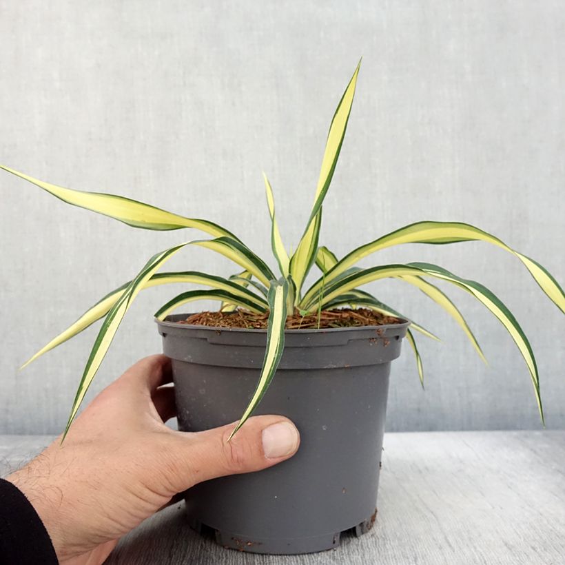 Spécimen de Yucca gloriosa Variegata - Dague espagnole pot de 2L/3L tel que livré en automne