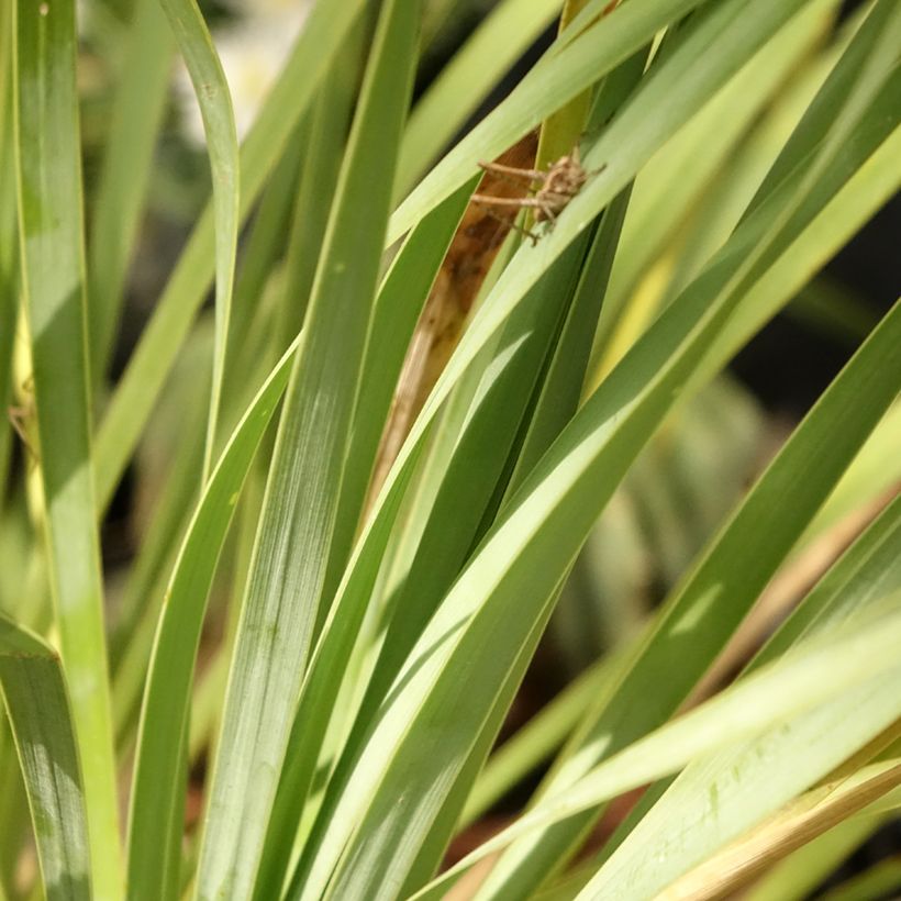 Yucca rostrata Sapphire Skies (Feuillage)