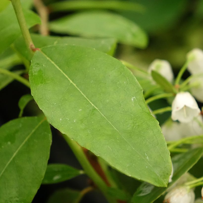 Zenobia pulverulenta Raspberry Ripple - Muguet en arbre (Feuillage)