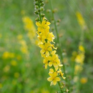 Aigremoine eupatoire - Agrimonia eupatoria