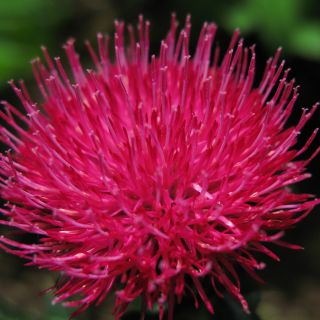 Cirsium japonicum Rose Beauty - Cirse du Japon