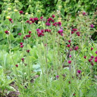 Cirsium rivulare Atropurpureum - Cirse des rives