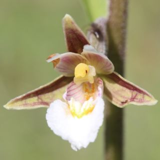 Epipactis palustris, Orchidée des marais 