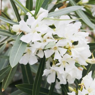 Laurier rose - Nerium oleander Blanc