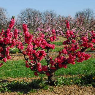 Nectarinier nain Garden Beauty