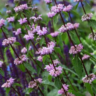 Phlomis du Cachemire - Phlomis cashmeriana