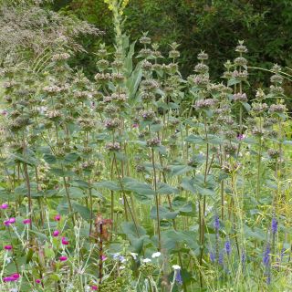 Sauge de Jerusalem - Phlomis samia